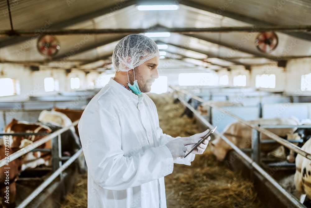 Side view of Caucasian veterinarian in protective uniform standing in stable and using tablet. In background are calves.