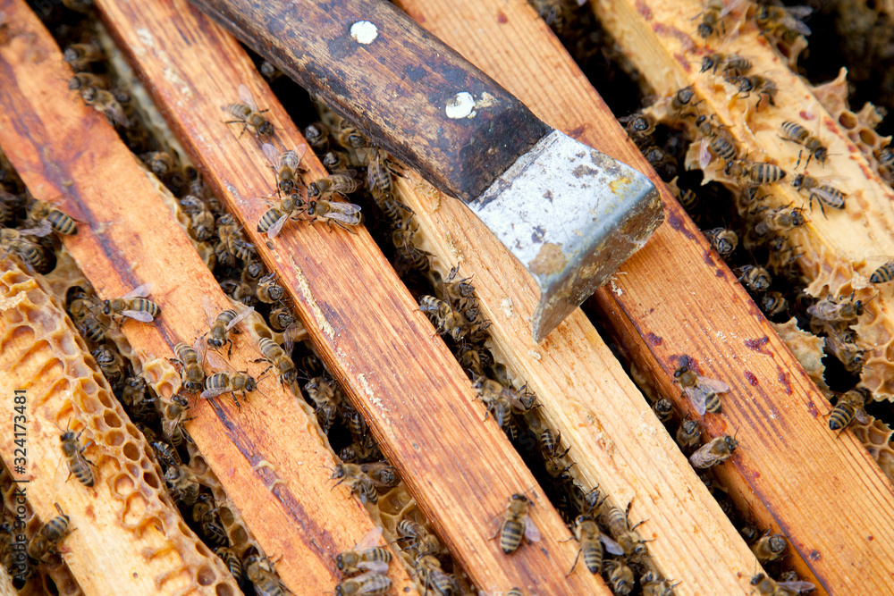 Close up view of the bees swarming on frames.. Close up view of the bees swarming on frames..