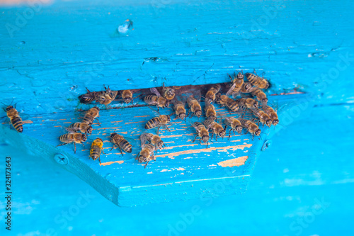 Swarming bees at the entrance of blue beehive in apiary..