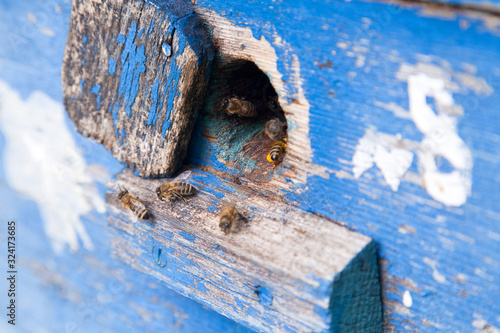 Swarming bees at the entrance of blue beehive in apiary..