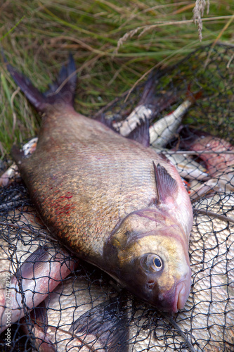 Successful fishing -  big freshwater bream fish on keepnet with fishery catch in it.. photo