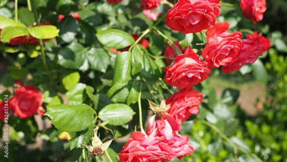 Bunch of beautiful blooming flowers of red rose (Flammentanz - Kordes 1952) in botanical garden in HD VIDEO. Illuminated by sunlight. Close-up. Bunch of beautiful blooming flowers of red rose (Flammentanz - Kordes 1952) in botanical garden in HD VIDEO. Illuminated by sunlight. Close-up.