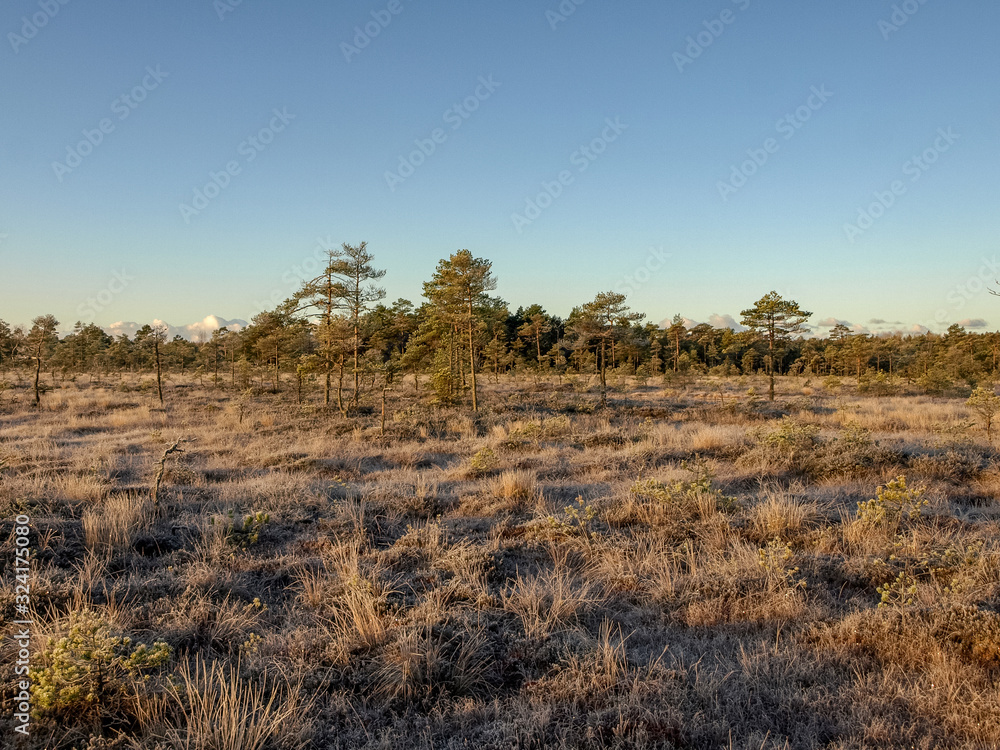 bog landscape in early winter morning bog landscape in early winter morning