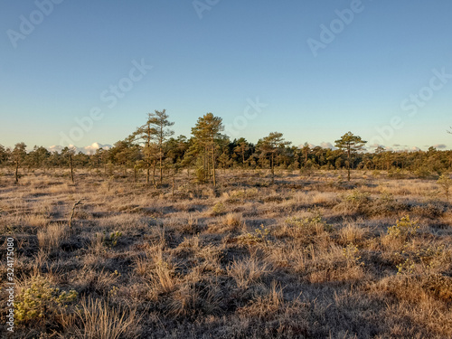 bog landscape in early winter morning