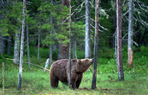 The bear sniffs a tree. Brown bear in the summer pine forest. Scientific name: Ursus arctos. Natural habitat. Summer season.