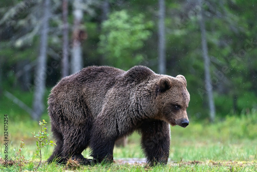 Brown bear walking on the swamp in the summer forest. Scientific name  Ursus arctos. Natural habitat.