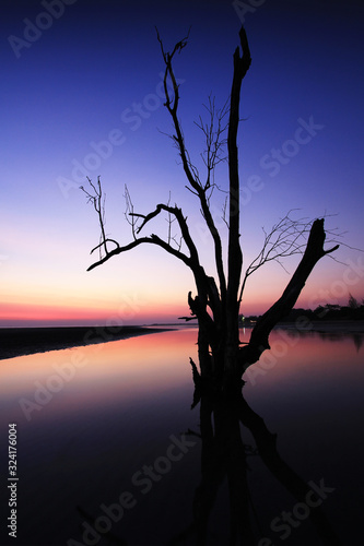 The image and shadow of the trees in the sunset on the beach.
