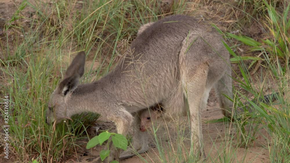 Close up shot of female Eastern grey kangaroo grazing with baby joey in pouch Close up shot of female Eastern grey kangaroo grazing with baby joey in pouch