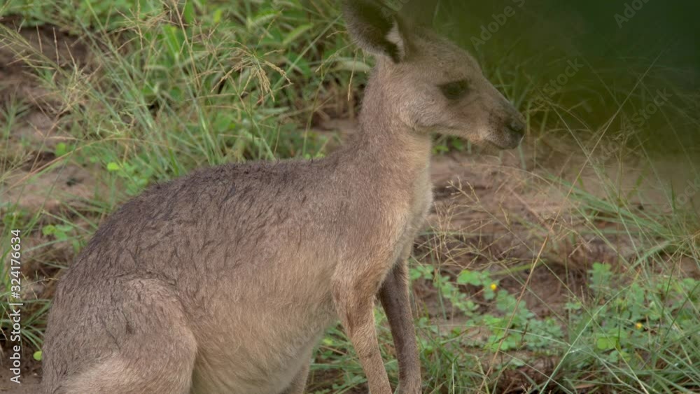 Close up shot of Eastern Grey Kangaroo scratching and looking around Close up shot of Eastern Grey Kangaroo scratching and looking around