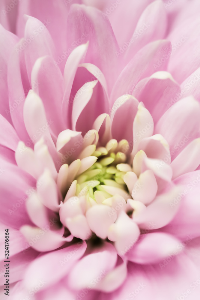 Fototapeta premium Abstract floral background, pink chrysanthemum flower. Macro flowers backdrop for holiday brand design