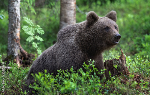 Close up of Eurasian brown bear sitting in summer forest. Scientific name: Ursus arctos. Natural habitat.