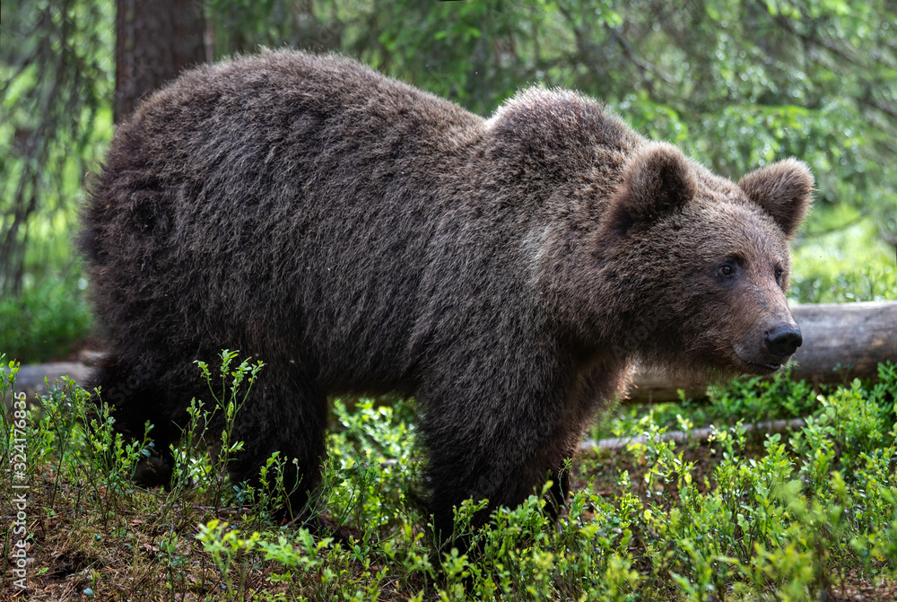 Brown bear in the summer forest. Close up portrait, green natural background. Scientific name: Ursus arctos. Natural habitat.