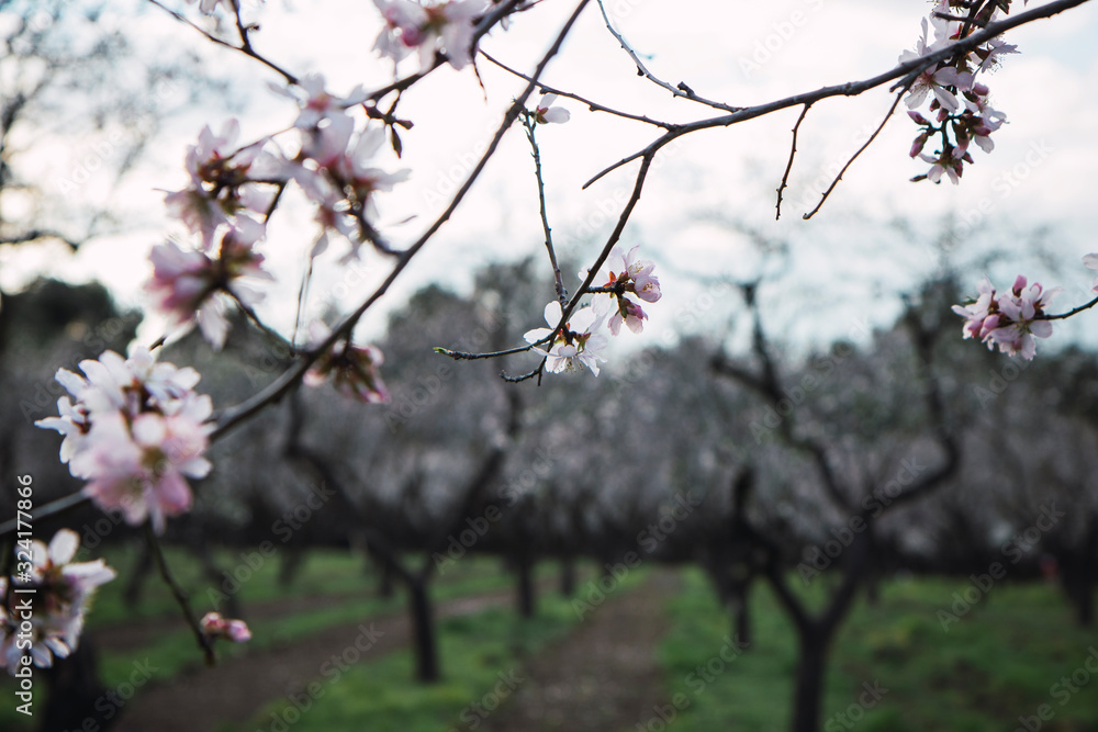 Flowering almond trees in February Flowering almond trees in February