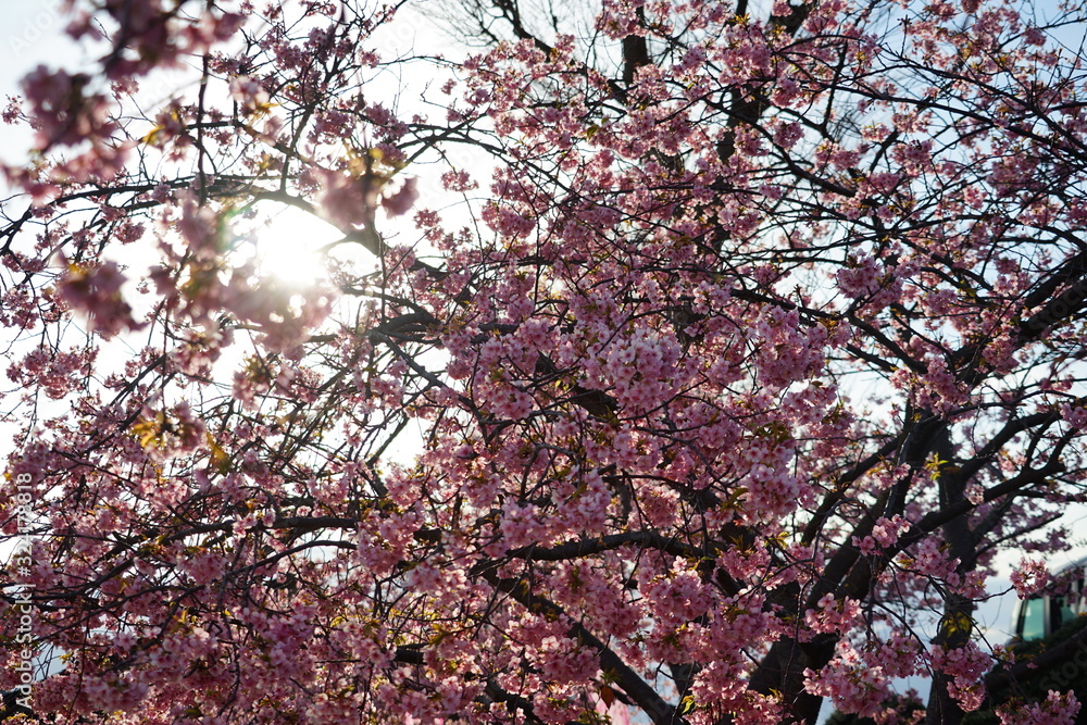 河津桜 河津桜