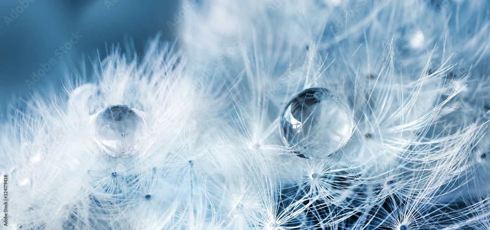 Fluffy dandelion with dew drops on blue blurred spring background, close-up, macro.