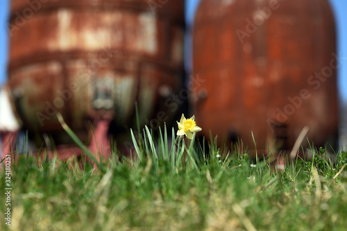 Märzenbecher (Narzisse) mit einem Industriedenkmal im Hintergrund - Daffodil with an industrial monument in the background photo