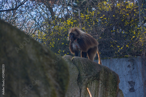 Cute young monkeys enjoy their life in the sun of South Germany, Stuttgart photo