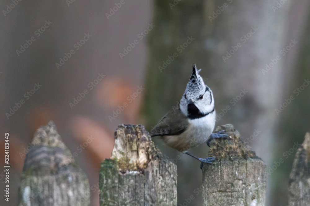 Fototapeta premium tit on a branch in the forest