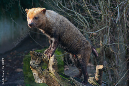 Close-up of a Bush Dog in the Wilhelma in Stuttgart, South of Germany