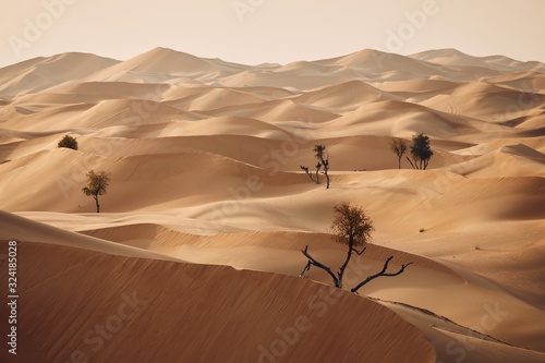 Canvas-taulu Trees in desert landscape