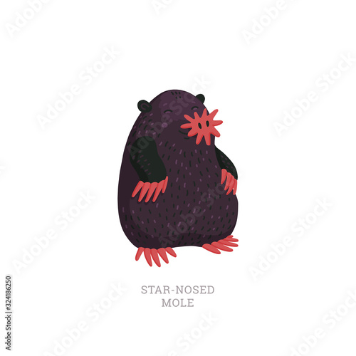 Rare animals collection. Star-nosed mole, Condylura cristata. North American mole with sensitive star-like nose. Flat style vector illustration isolated on white background.