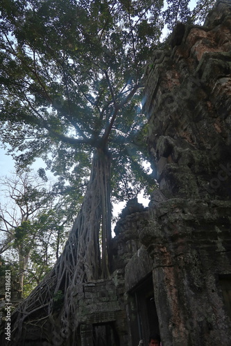 old tree with big roots growing out of ruins towering over angkor wat in cambodia
