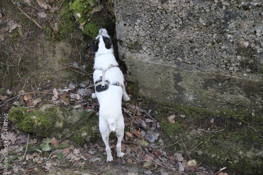 Abandoned military trenches and small white dog