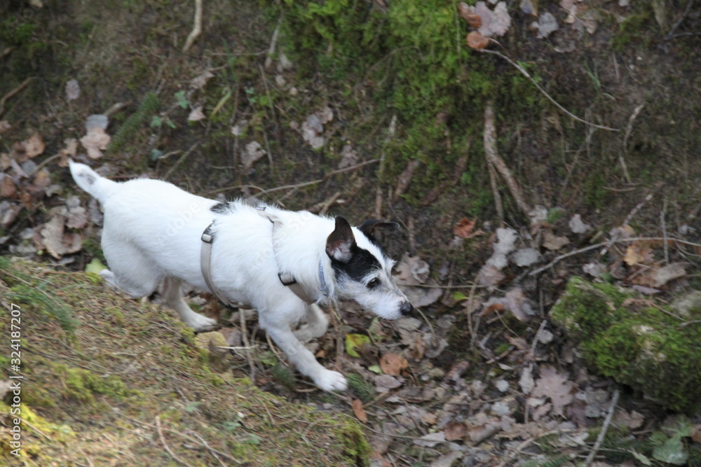 Abandoned military trenches and small white dog