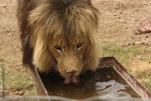 lion in zoo