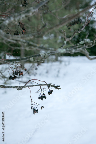 雪の風景と木の実
