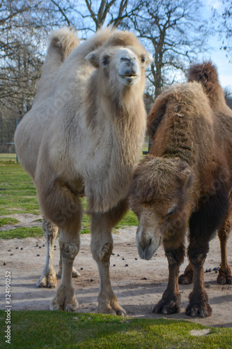 Three camels are in line. Camels at the zoo. named Wilhelma in the South of Germany