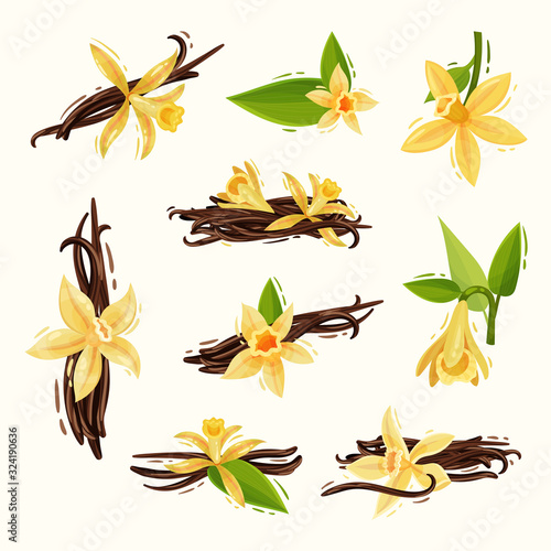 Vanilla Flowers and Pods or Sticks Isolated on White Background Vector Set