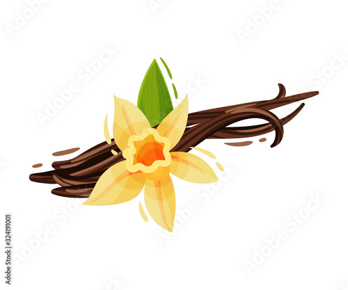 Vanilla Flower and Dried Sticks Isolated on White Background Vector Composition
