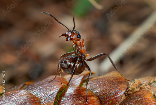 Canvastavla Drohende Waldameise auf Fichtenzapfen, Waldameise, Formica, in Drohhaltung, wehr