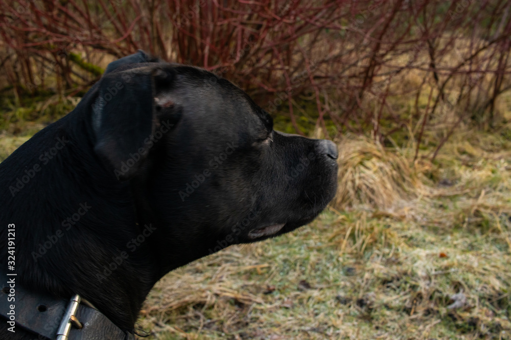 Staffordshire Bull Terrier dog side profile face view Staffordshire Bull Terrier dog side profile face view