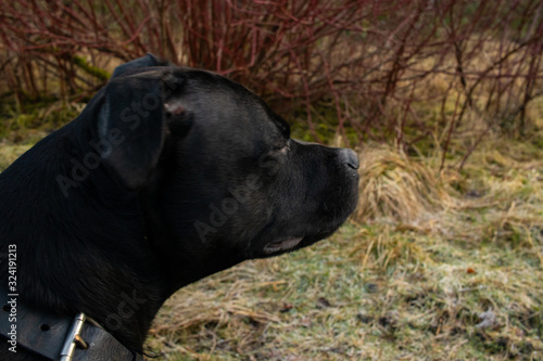 Staffordshire Bull Terrier dog side profile face view