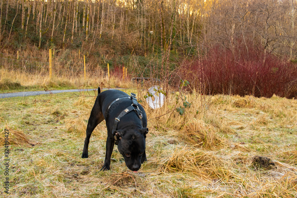 Staffordshire Bull Terrier dog full body medium frame outdoors nature wildlife Staffordshire Bull Terrier dog full body medium frame outdoors nature wildlife