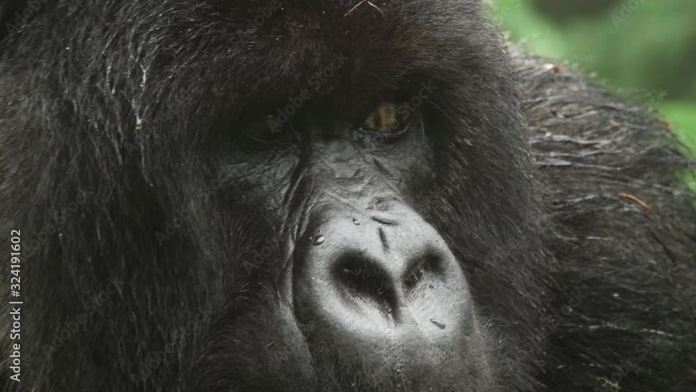 Silverback mountain gorilla zoom in to the face Silverback mountain gorilla zoom in to the face