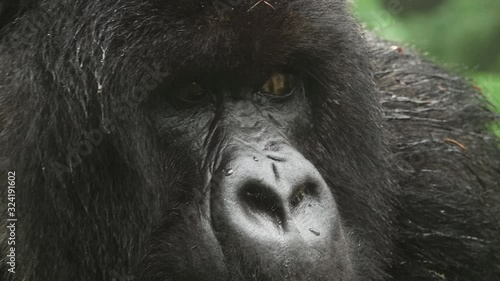 Silverback mountain gorilla zoom in to the face photo