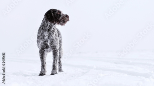 Hunting dog deutsch drahthaar on snow