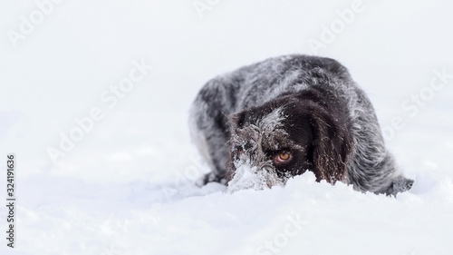 Hunting dog deutsch drahthaar on snow