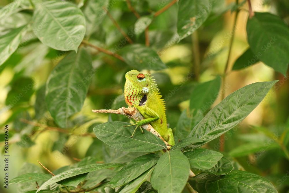 chameleon sitting on a tree branch in a tropical garden