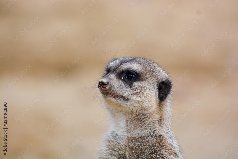 meerkat at the Wilhelma zoo in Stuttgart, South of Germany meerkat at the Wilhelma zoo in Stuttgart, South of Germany