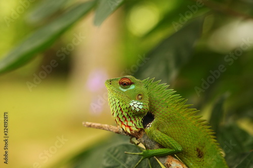 chameleon sitting on a tree branch in a tropical garden