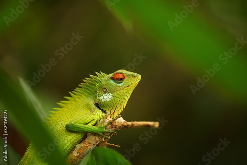 chameleon sitting on a tree branch in a tropical garden