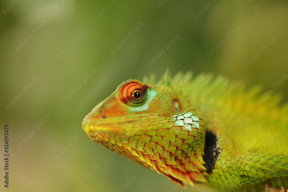 Fototapeta premium chameleon sitting on a tree branch in a tropical garden