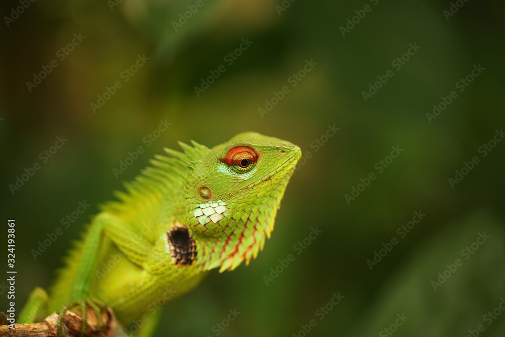 chameleon sitting on a tree branch in a tropical garden chameleon sitting on a tree branch in a tropical garden