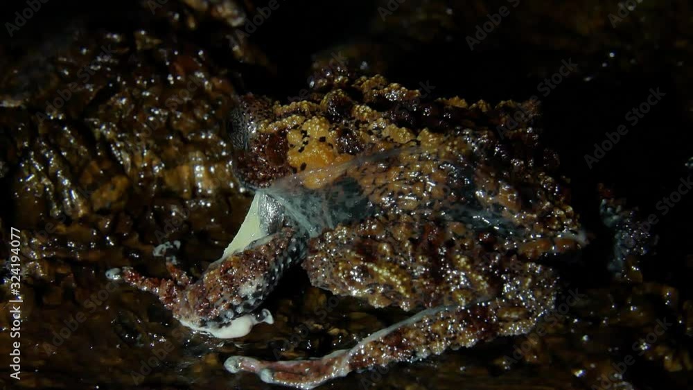 The Vietnamese frog molts and eats its skin. The Vietnamese frog molts and eats its skin.
