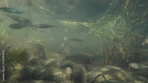 a flock of young fish - trout in the spring river