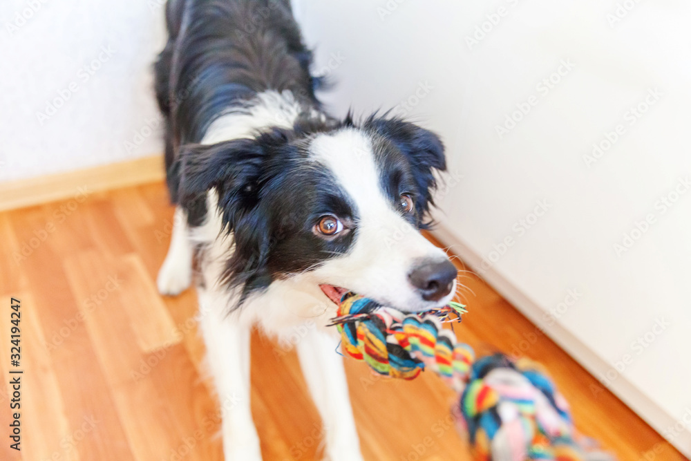 Funny portrait of cute smilling puppy dog border collie holding colourful rope toy in mouth. New lovely member of family little dog at home playing with owner. Pet care and animals concept. Funny portrait of cute smilling puppy dog border collie holding colourful rope toy in mouth. New lovely member of family little dog at home playing with owner. Pet care and animals concept.